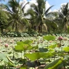 Ben Tre emerging as destination of ecotourism