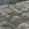 Early plum blossoms on Moc Chau plateau wow visitors