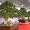Open southern bonsai exhibition-competition kicks off 