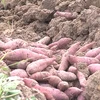  Sweet potatoes enter Chinese market via official channels