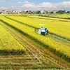 Mekong Delta rice farming to become a leading sector in agricultural production