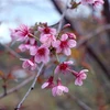 To Day blossom in full swing in Dien Bien province