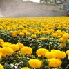 Flowers in Mekong Delta ready to serve Tet