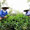 Tea exports up 15.4 percent in Q1