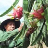 Farmers in ‘dragon fruit capital’ deal with drought