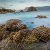 Stunning coral reefs of Hon Yen island