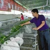 Lai Chau farmers cash in on rabbit farming