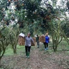 Lemon tree helps improve lives for Tuyen Quang farmers 