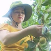 Bac Kan promotes seedless persimmon 