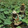 Rice fields converted to lotus cultivation for better profit 