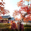 Dreamy red maple tree path in Hanoi