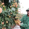Hai Duong ready to export lychee to Japan