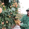 Hai Duong lychees expected to win foreign markets