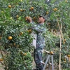 Links developed to promote sweet oranges in Bac Kan