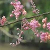 Pink shower blossoms in An Giang province