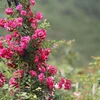 Rose valley in misty Sapa