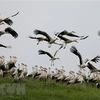 Storks preserved in Bac Ninh province