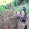 Cong ethnics celebrate cockscomb flower festival