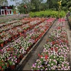 Spring flower fields by Saigon River