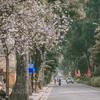 Ban flowers in full bloom in Hanoi