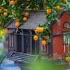 Bonsai kumquat trees for Lunar New Year decoration