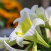 Easter lily shows off beauty on Hanoi streets