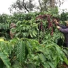 Vietnam to replant, transplant 107,000ha of coffee by 2025