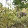 GPS collars to be used on wild elephants in Dak Lak