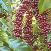 Vietnam to replant 107,000ha of coffee by 2025