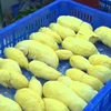 Export of Vietnamese durian to China to become official soon