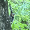 Rare gray-shanked douc langurs sighted in Phu Yen province
