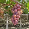 Ninh Thuan vineyard experience popular among visitors