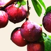 Vietnamese plums bursting with flavour