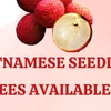 Vietnamese seedless lychees available in UK