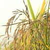 Measures needed to regain rice export momentum in H2