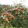 Son La farmers rushed off their feet harvesting ‘son tra’