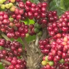 Vietnamese coffee producers focus on quality for sustainable export