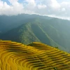 Mu Cang Chai in ripened rice season: A visual feast for travellers