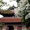 Pure white Sua flowers during spring in Hanoi