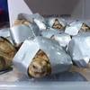 Philippines seizes over 1,500 tortoises in luggage
