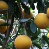 Dien pomelo - a Hanoi speciality