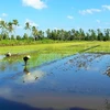 Ca Mau develops high-quality rice farming