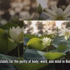 Lotus flowers blooming in Hanoi amid sweltering summer