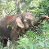 Elephants in the Central Highlands region (Photo: VietnamPlus). ​
