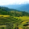 Hoang Su Phi’s terraced rice fields boast a golden glow