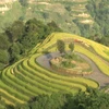 A glimpse of Ha Giang during golden rice season