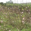 Peach blossom gardens in Ha Tinh crowed ahead of Tet