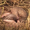 More efforts to conserve pangolin carried out