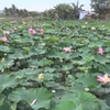 Cham ethnics boost eco-tourism from lotus