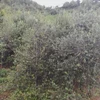 “Son tra” trees benefit mountainous farmers